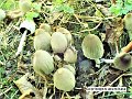 Coprinopsis acuminata-amf512